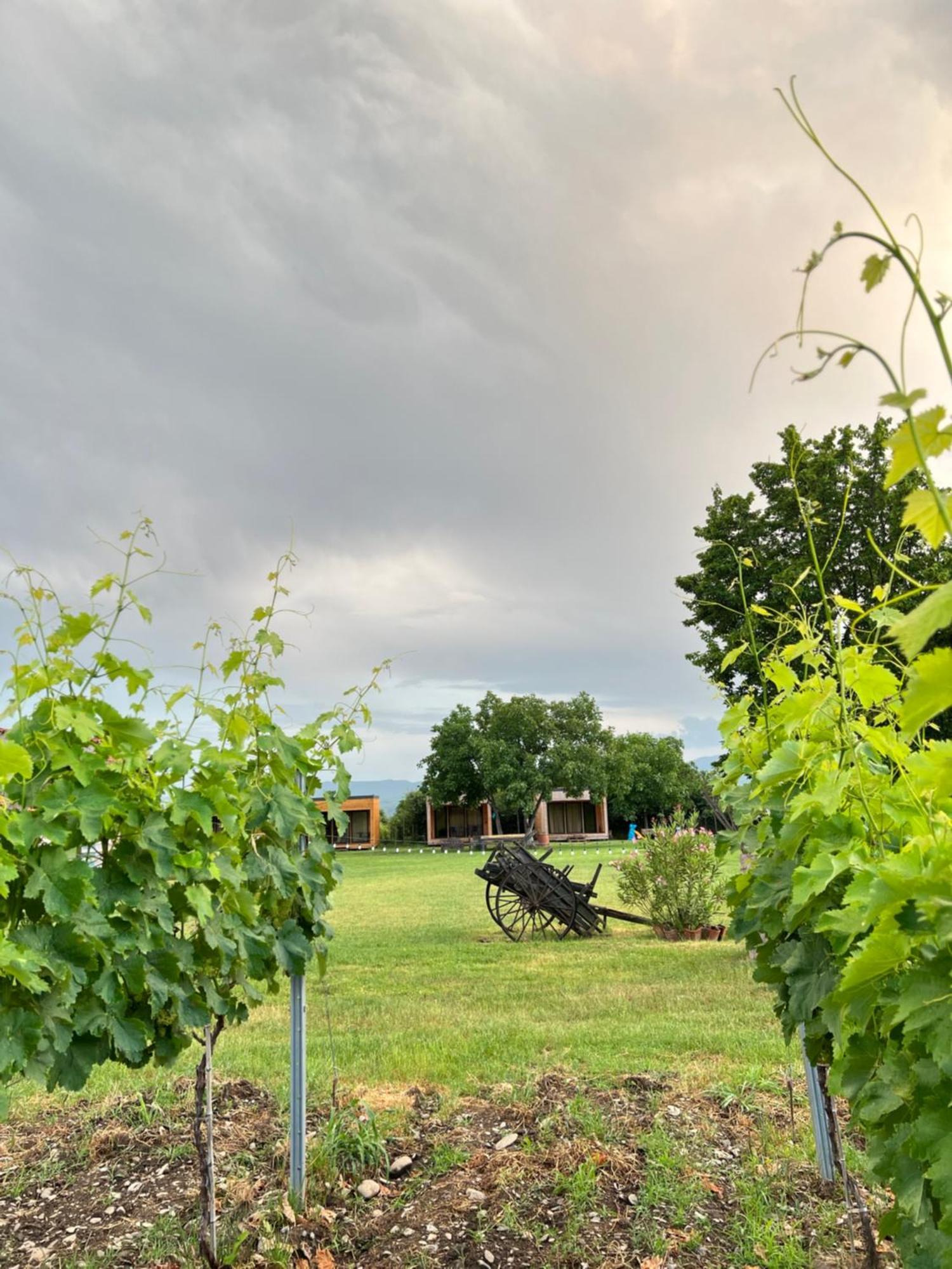 Chubini Winery&Pine Cottage Kvareli Esterno foto