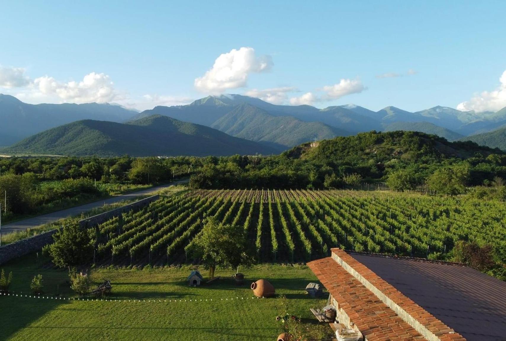 Chubini Winery&Pine Cottage Kvareli Esterno foto